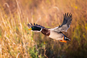 A Nebraska wildlife photograph of a mallard taking flight. - Nebraska Wildlife Photograph