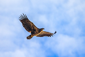 A Nebraska wildlife photograph of a juvenile bald eagle at DeSoto NWR. - Nebraska Wildlife Photograph