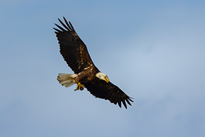 A Nebraska wildlife photograph of a bald eagle with a fish in its talons. - Nebraska Wildlife Photograph
