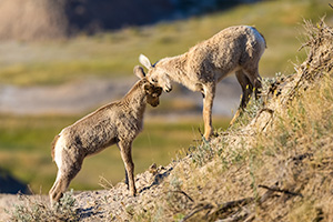 A wildlife photograph of two bighorn sheep kids butting heads in Badlands National Park, South Dakota. - South Dakota Wildlife Photograph