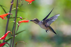 Wildlife photograph of a hummingbird and flowers at Mesa Verde National Park, Colorado. - Colorado Wildlife Photograph Photograph