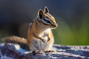 A wildlife photograph of a chipmunk in Glacier National Park, Montana. - Northwest Photograph