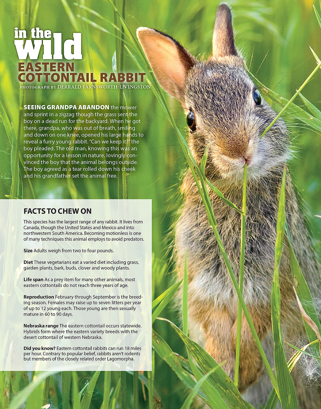 Eastern Cottontail Nebraska Life Article - May/June 2016.  Contributed photography. -  Picture