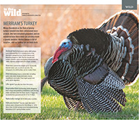 Nebraska Life May-June 2018 Turkey Feature.  Contributed Photograph. - Tear Sheet Photograph