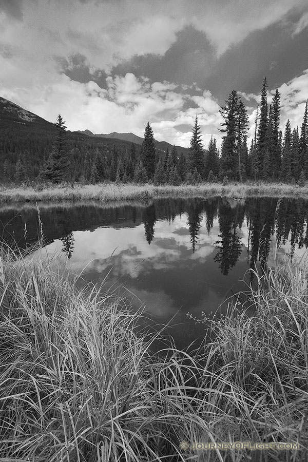 Beaver Ponds on the west side of Rocky Mountain National Park is a popular place to see Moose.  Unfortunately, none were sighted today. - Colorado Photography