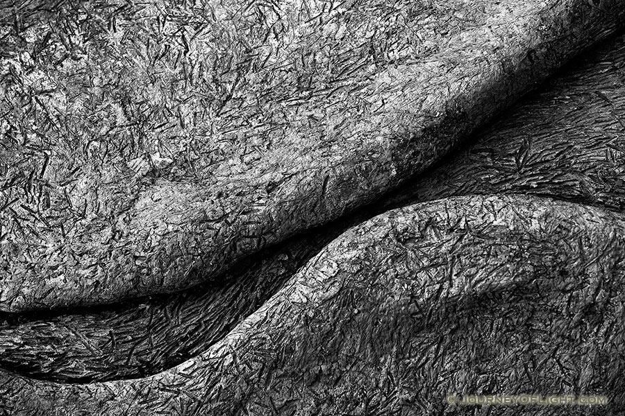 Patterns, contrasts and curves on a fallen log at DeSoto National Wildlife Refuge in eastern Nebraska. - DeSoto Photography