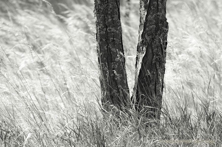 A tree is surrounding by native prairie grass blowing in the wind at Chalco Hills Recreation Area in Nebraska. - Chalco Hills Photography