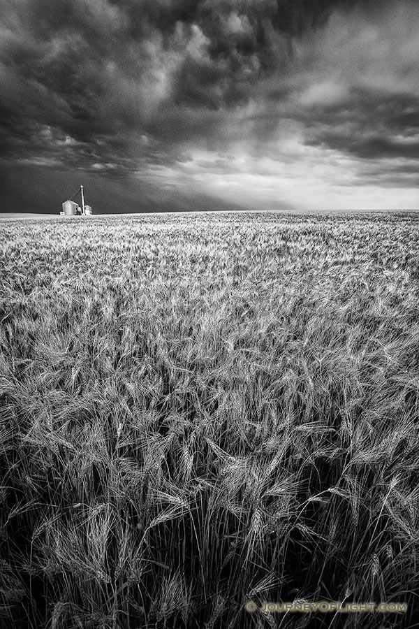 On a warm summer evening, storm clouds gather over a field of wheat in eastern Nebraska. - Nebraska Photography