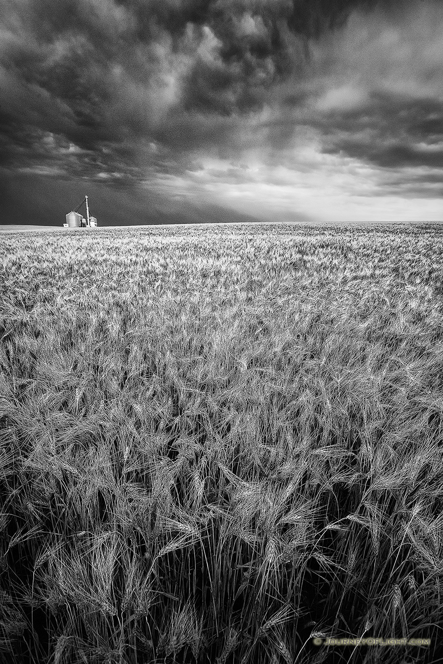 On a warm summer evening, storm clouds gather over a field of wheat in eastern Nebraska. - Nebraska Picture