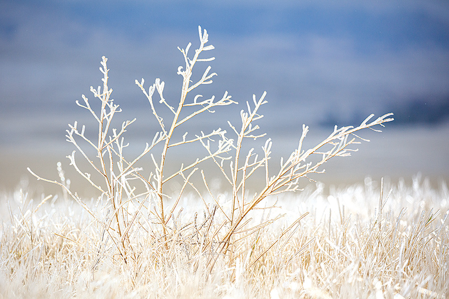 Nature photograph of prairie grass in northwestern Nebraska crusted with ice. - Nebraska Photography