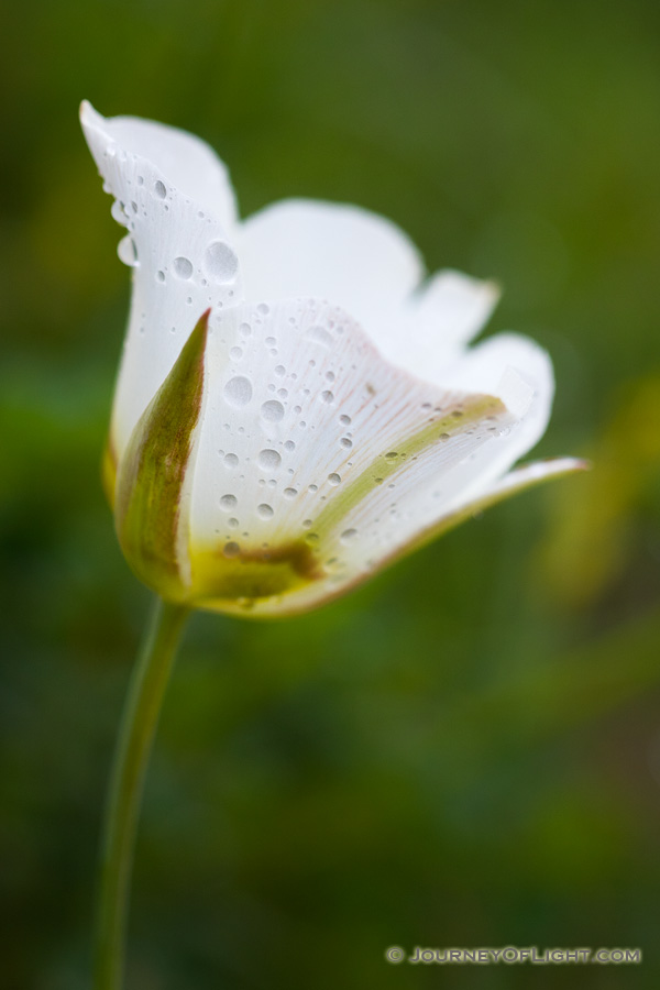 Drops from a recent rainstorm cling to a lovely Mariposa Lily in Toadstool Geologic Park in northwestern Nebraska. - Toadstool Geologic Park Photography