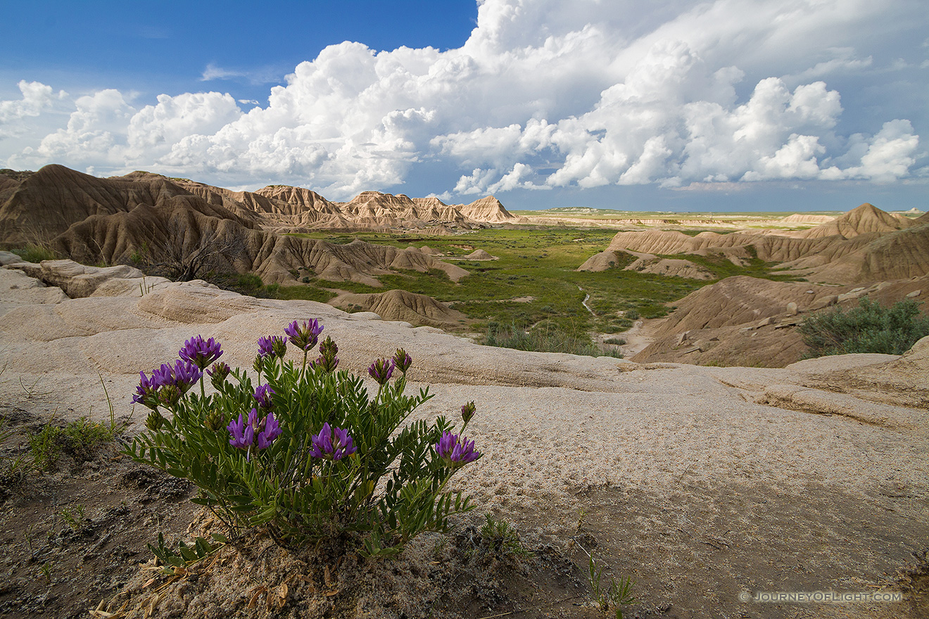 Milk Vetch grows above some of the rock formations found in Toadstool Geologic Park in northwestern Nebraska. - Toadstool Geologic Park Picture
