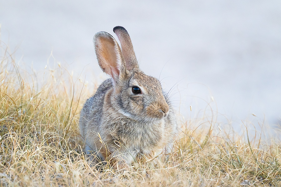 A Nebraska wildlife photograph of a cottontail rabbit at Toadstool Geologic Park. - Nebraska Photography