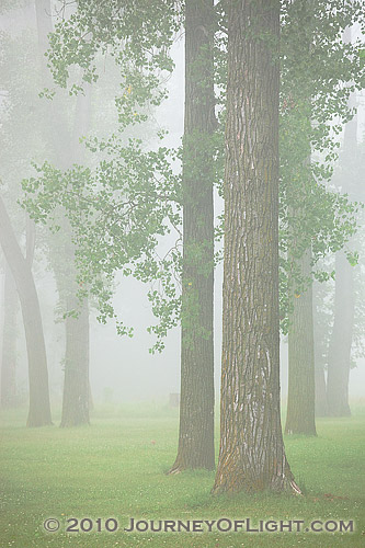 Photograph - Mist and Melancholy