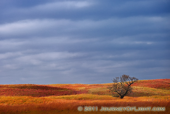 Photograph - Sandhills Sentinel