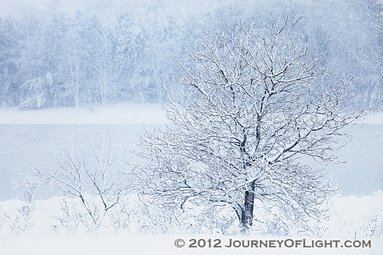 Photograph - Weathering the Cold