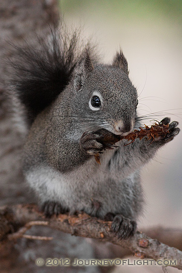 Photograph - Abert's Squirrel