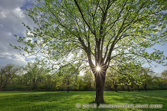 Photograph - Spring Illumination