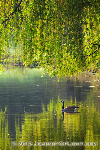 Photograph - Morning Glide