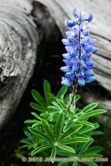 Photograph - Washburn Lupine