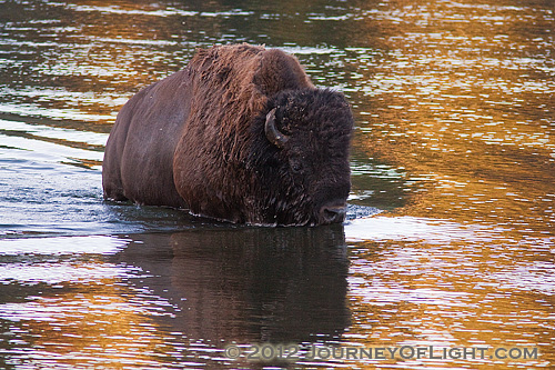 Buffalo ford yellowstone