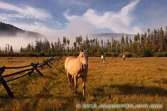 Photograph - Greeters of the North Inlet Trail