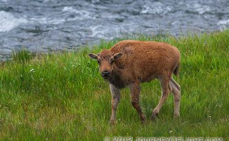 A young buffalo stops by the Gibbons River in Yellowstone National Park. This image was taken while a large herd of buffalo meandered through Yellowstone blocking traffic for miles. As there was no place to go it was a great opportunity to stop and photograph them as they passed. An interesting tidbit, Yellowstone is home to largest remaining herd of genetically pure bison. The majority of other buffalo have intermingled with cattle long ago.