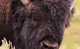 A buffalo (bison) rests at Yellowstone National Park.