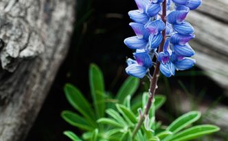 A lupine grows in an alpine area near the summit of Mt. Washburn in Yellowstone National Park.