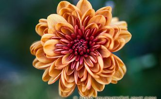 On a warm autumn day, a single fiery red and orange mum blooms in a garden at Arbor Day Lodge State Park in Nebraska City.