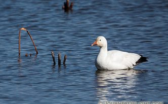 A single snow goose floats by himself away from the large group of snow geese at Squaw Creek National Wildlife Refuge in Missouri.
