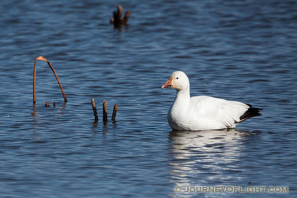 A single snow goose floats by himself away from the large group of snow geese at Squaw Creek National Wildlife Refuge in Missouri.