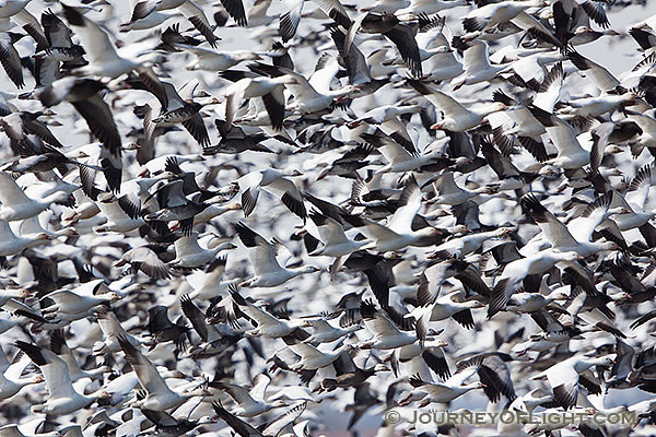 A large grouping of snow geese take to the sky at Squaw Creek National Wildlife Refuge in Missouri. In the viewfinder they appeared as a blur of white and black during this event. There were over 1 million birds on the lake on this day.