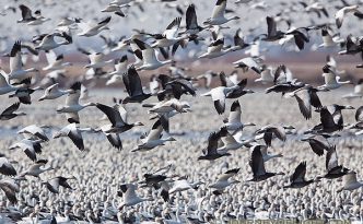 A group of snow geese take to the sky at Squaw Creek National Wildlife Refuge in Missouri. There were over 1 million birds on the lake on this day.
