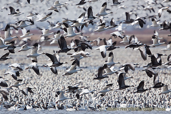A group of snow geese take to the sky at Squaw Creek National Wildlife Refuge in Missouri. There were over 1 million birds on the lake on this day.
