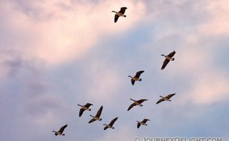 Light from the setting sun illuminates clouds behind Canada Geese coming in for a landing on Lake Wehrspann on a chilly February evening.