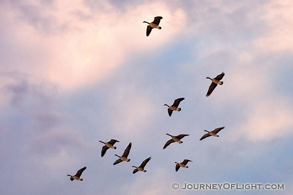 Light from the setting sun illuminates clouds behind Canada Geese coming in for a landing on Lake Wehrspann on a chilly February evening.