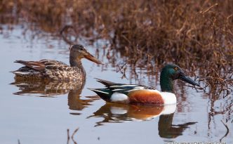 A male and femail pair of Northern Shovelers look for food at Squaw Creek National Wildlife Refuge.