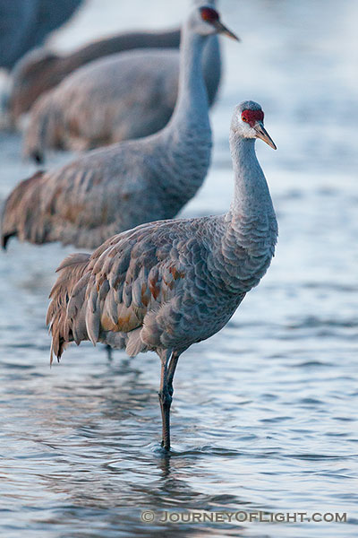 A Sandhill Crane prepares to bed down for the night in the waters of the Platte River.