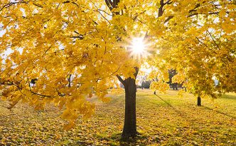 The sun shines through the branches of a maple whose leaves recently turned bright yellow at Branched Oak Lake State Recreation Area in Lancaster County, Nebraska.