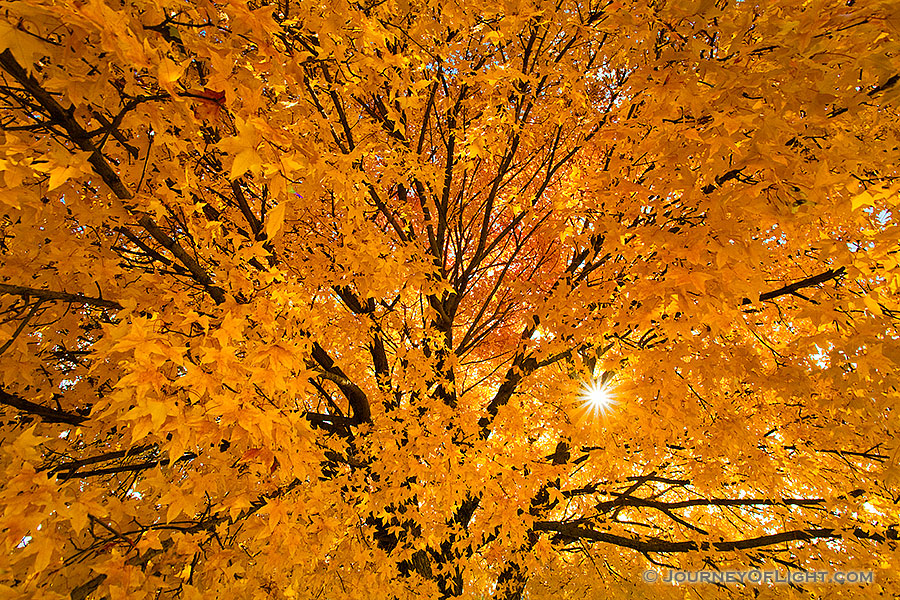 Although autumn was fleeting in Nebraska and Iowa this year, there were some hold outs after the snowfall. This maple tree turned brillant warm oranges and reds two weeks after a snow storm and managed to hang on to a majority of its fall leaves during some pretty gusty times. I couldn't help but stop and capture the vibrant colors with the setting sun filtering through the leaves.