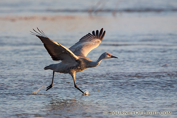A Sandhill Crane begins to run and prepares to take flight on the Platte River in central Nebraska.