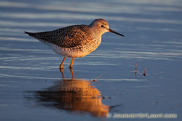 On a cool April evening, a yellowlegs is bathed in the warm light of the setting sun at Little Salt Fork Marsh in Lancaster County.