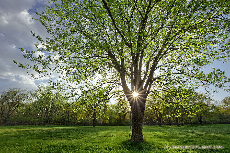 On a cool spring evening the sun shines through a budding maple tree at Two Rivers State Recreation Area.