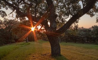 On a warm summer evening, the setting sun shines through a large Burr Oak at Eugene T. Mahoney State Park.