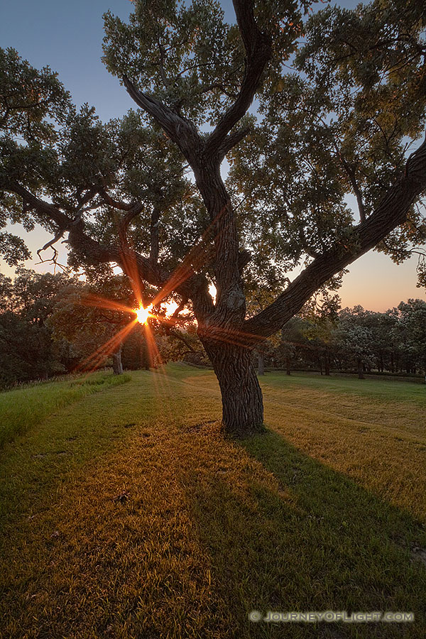 On a warm summer evening, the setting sun shines through a large Burr Oak at Eugene T. Mahoney State Park.