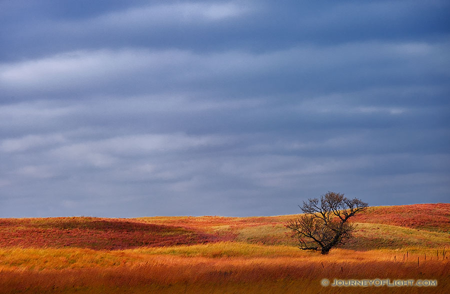 A single tree sits upon the sandhills at Ft. Niobrara National Wildlife Refuge.