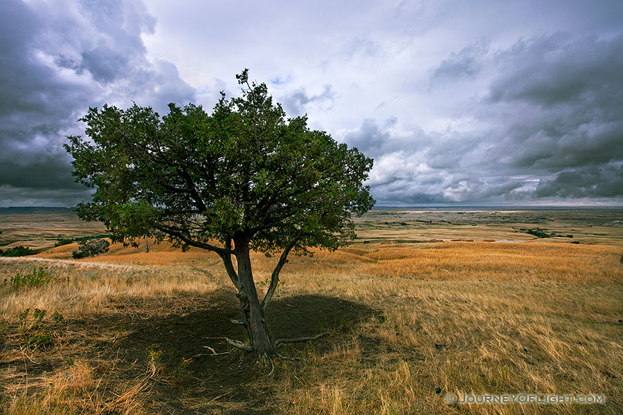 A lone tree watches over the vast prairie while a storm brews on the horizon in the Sage Creek area at Badlands National Park in South Dakota.