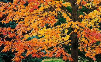An maple tree turns fiery red and orange in the Autumn at Arbor Day Lodge State Park in Nebraska City, Nebraska.