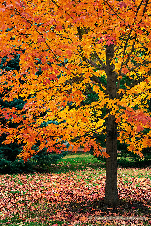 An maple tree turns fiery red and orange in the Autumn at Arbor Day Lodge State Park in Nebraska City, Nebraska.